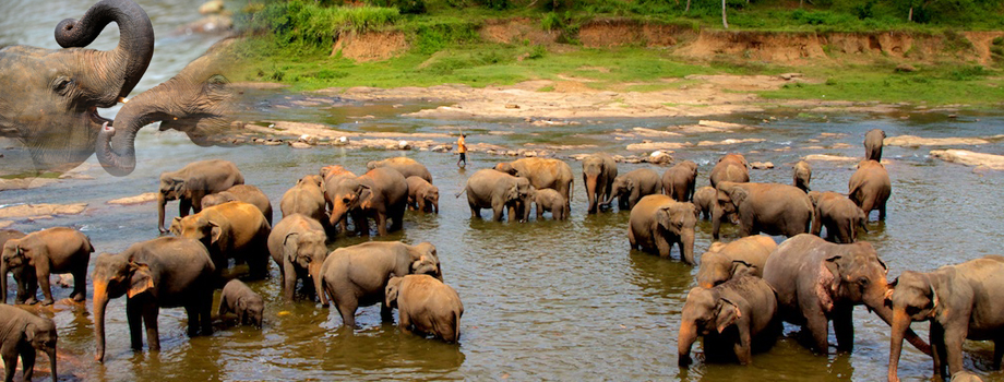 Sri Lanka, Elephant Orphanage